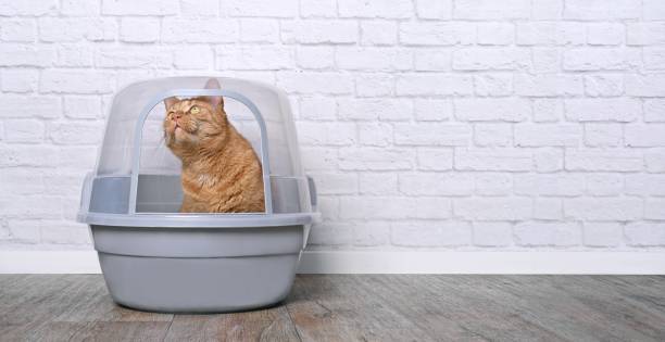 istock Red cat sitting in a litter box and looking funny outside. Panoramic image with copy space. 1709825980