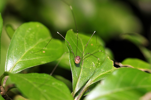 Moegi-zatomushi (Harvestman) striding around with long, slender legs (macro lens used, strobe + natural light, close-up photo)