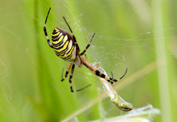 female wasp spider (nagakoganegumo, argiope bruennichi) spider. bright grass field background (wildlife closeup macro photograph) - getingspindel bildbanksfoton och bilder