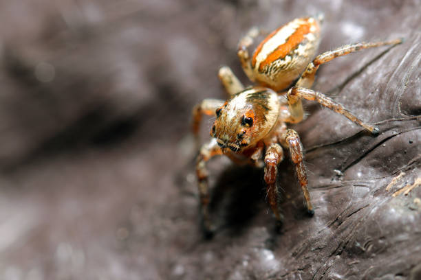 istock Misuji haetori, jumping spider (Plexippus setipes, wildlife closeup macro photograph) 1709827728