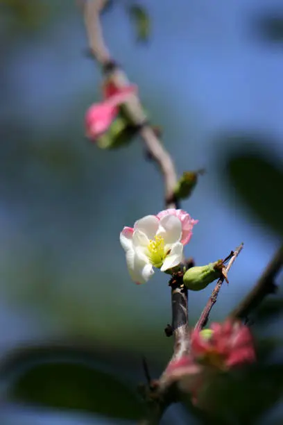 Branch of Maule's quince (Shidomi) with white and pink flowers (Close up macro photograph on a sunny outdoor)