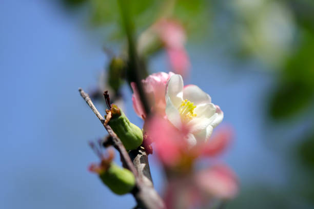 白とピンクの花を持つモールのマルメロ(シドミ)の枝(日当たりの良い屋外のマクロ写真のクローズアップ)