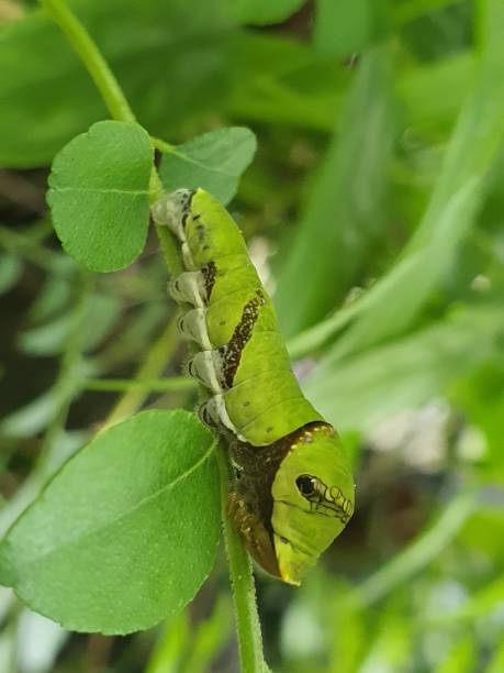 istock Butterflies and Caterpillars 1709834996