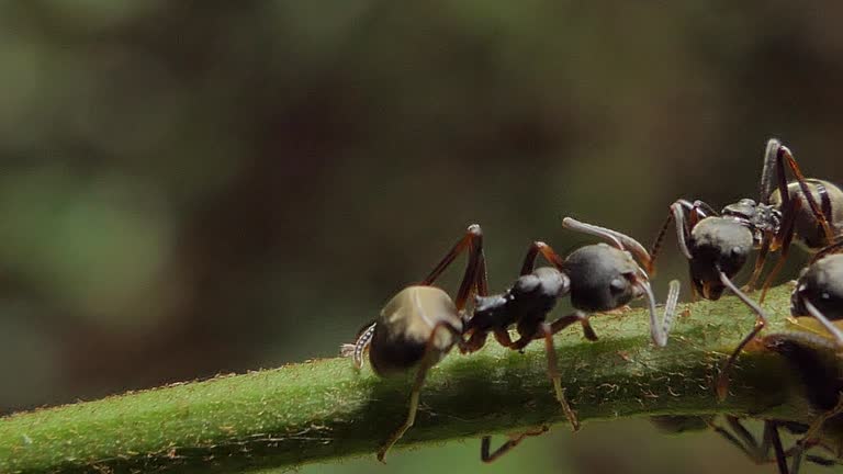 Group of black ant on green leaf in tropical rainforest.