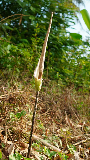 Flowers of Amorphophallus variabilis are blooming in the forest, it is long and rises upwards with single white petals. This species is known as Voodoo lily