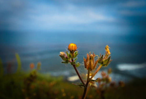 A Cat's Ear weed flowers on a seaside bluff, high above crashing ocean waves Species name Hypochaeris achyrophorus, Genus Hypochaeris, Family Asteraceae, Order Asterales.