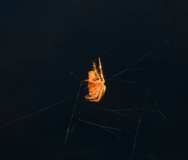 A photographic image of a hairy spider