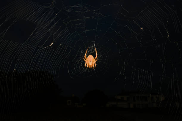 istock A photographic image of a hairy spider 1709840988