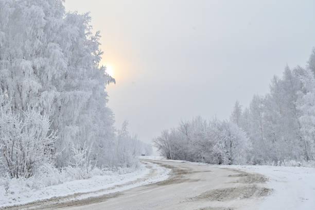 uma estrada coberta de neve em uma floresta de inverno. - photography branch tree day - fotografias e filmes do acervo