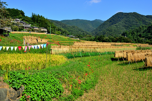 An autumn scene with bales of hay, scarecrows, pumpkins, and gourds.