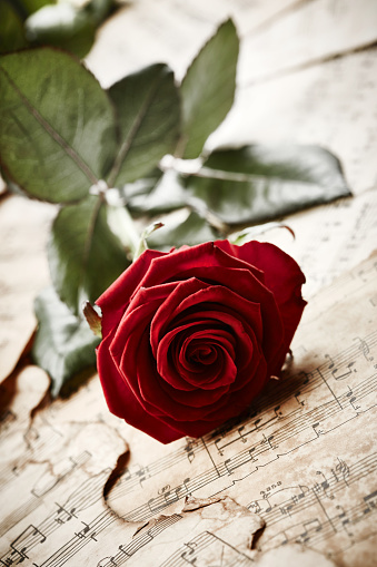 Beautiful Red rose on vintage music sheets