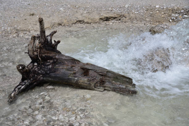 At the effluent stream of Lake Landro a tree trunk carried by the current awaits its end