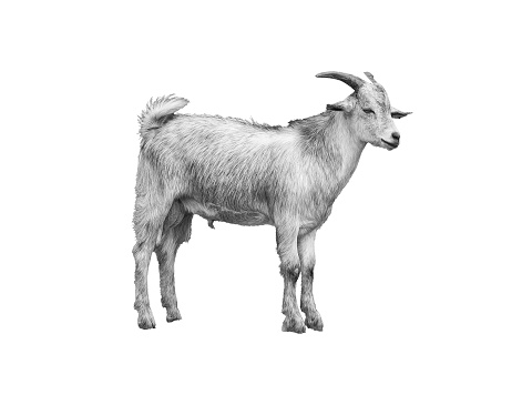 Gray goat on the isolated white background.
