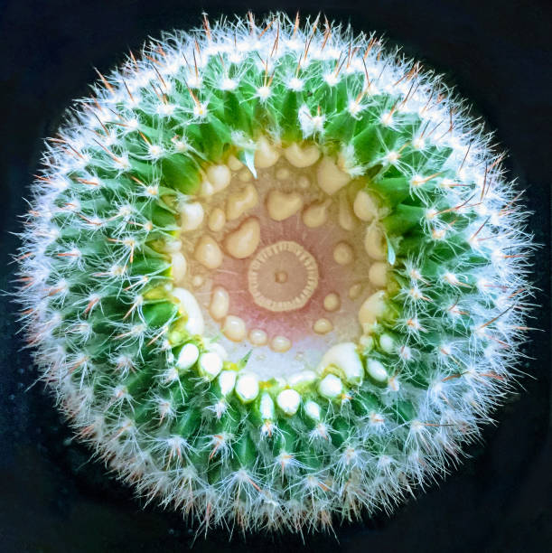 Cactus in a pot on a dark background. Close-up