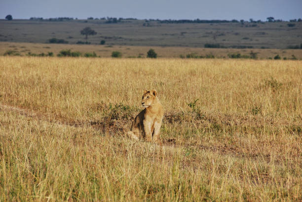 istock lion cubs, Panthera leo, in the Maasai Mara. 1709864880