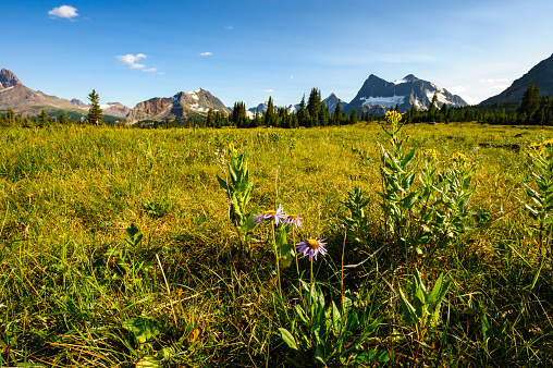 The Chinese Wall and Bear Grass in the Bob Marshall Wilderness, Montana