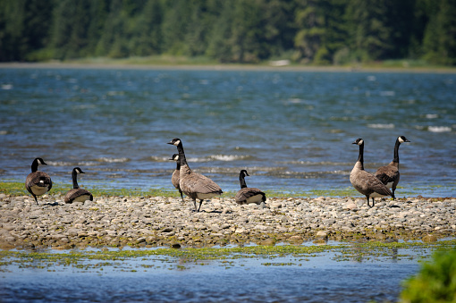 Canada Geese - Brenta canadensis on Vancouver Island