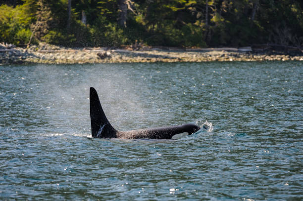 istock Killer Whale - Orcinus orca in Broughton Archipelago Provincial Park 1709865020