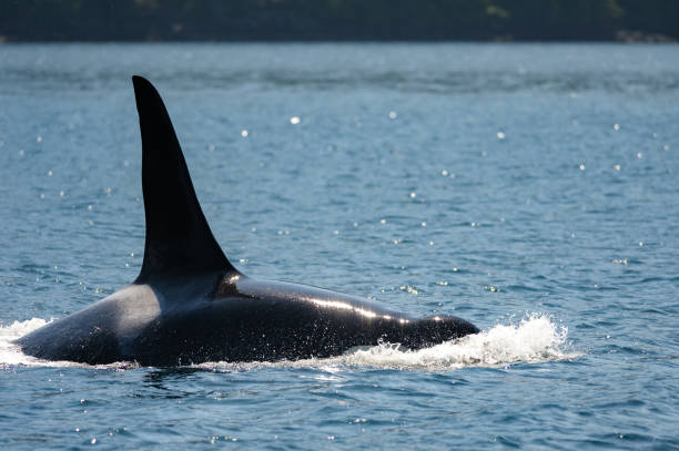istock Killer Whale - Orcinus orca in Broughton Archipelago Provincial Park 1709865023