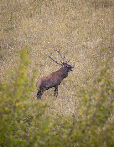 A red deer during love season in Gran Sasso National Park, Abruzzo Italy
