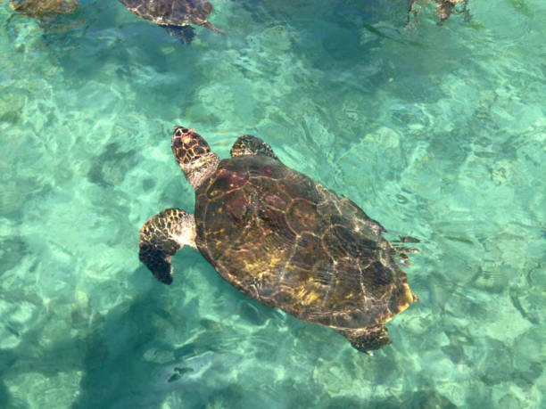 istock Close-up of a sea turtle (Cheloniidae) swimming. 1709866056