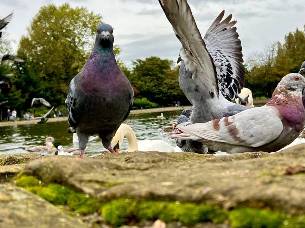 istock Pigeons at Saltwell Park in Gateshead 1709866371