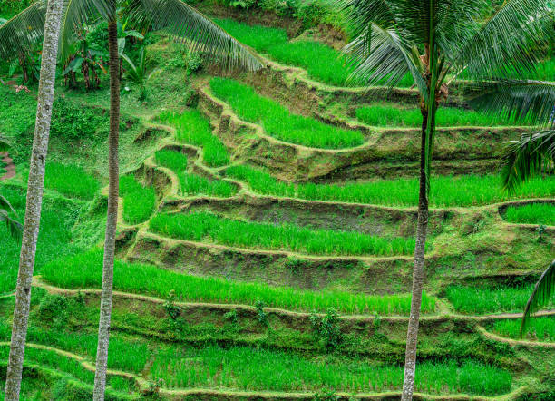 istock Tegalalang Rice Terraces, Bali 1709868326