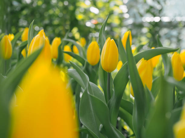 istock Yellow tulip in the garden 1709868895