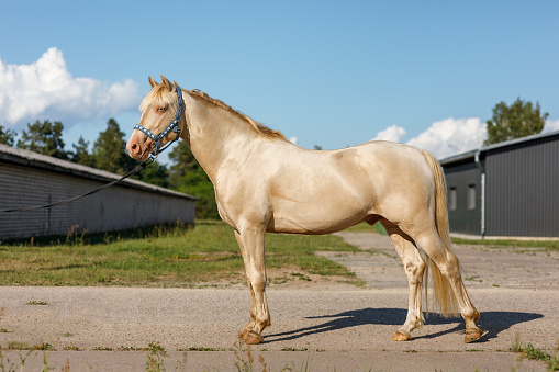 Albino horse with blue eyes in full height standing in the backyard of a farm