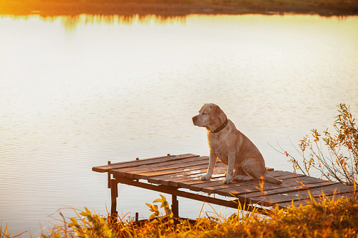 Brooding Labrador sitting on a pier by the river
