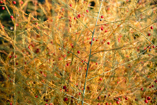 Autumn background. yellow Asparagus officinalis in autumn
