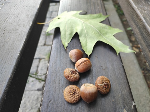 Oak leaf and acorns on wooden bench, closeup