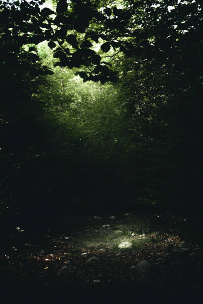 istock Natural spotlight in the deep dark forest in Bulgaria. 1709872746