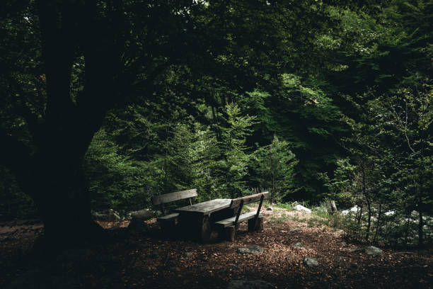 Quiet place with big table and benches and an old beech tree.