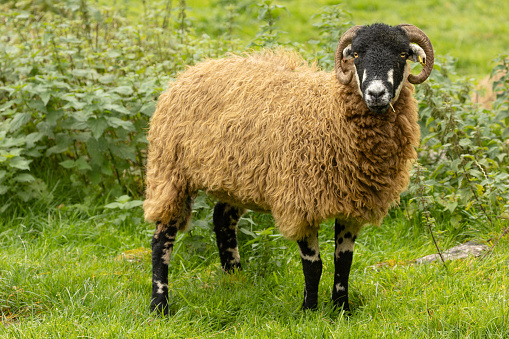 Close up of a fine Dalesbred sheep chewing a blade of grass and facing front.  Dalesbred sheep are a breed of sheep indigenous to the upper reaches of the Dales, UK. Horizontal. Copy space
