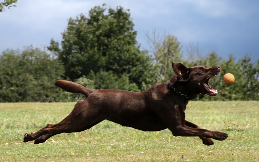 Chocolate Labrador dog catching his ball