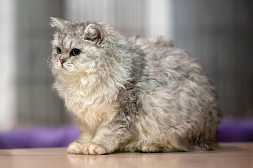 Pedigree Selkirk Rex cat, a curly coated cat breed.