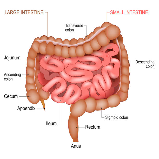 Anatomy of a Small Intestine and large bowel. Anatomy of the Small Intestine and large bowel. Medical diagram. Part of a human gastrointestinal tract. Digestive system. Realistic Vector illustration jejunum stock illustrations