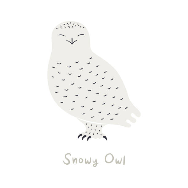 귀여운 만화 눈 올빼미, 흰색에 고립 - owl snowy owl snow isolated stock illustrations