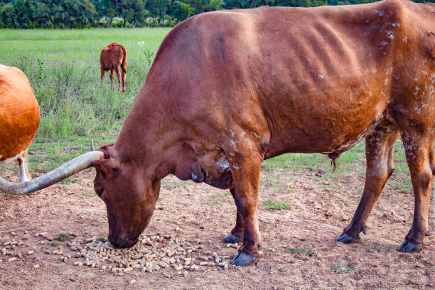 istock A strong brown Texas bull eats pellets of the ground 1709878142