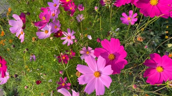 Multicolored cosmos flowers blooming in garden