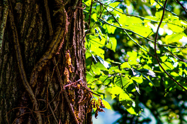 Vine covered tree bark