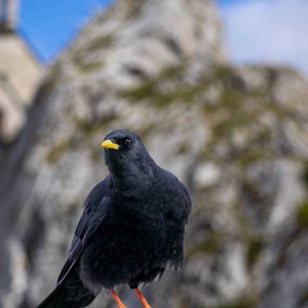 Closeup of a small black Alpendohle bird