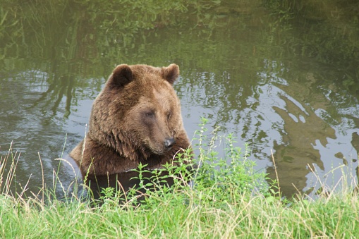 large brown bear bathing in a river