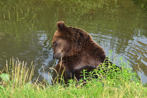 large brown bear bathing in a river