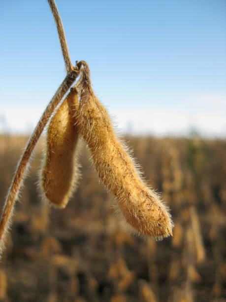 istock Brown mature soy bean pods 1709882386