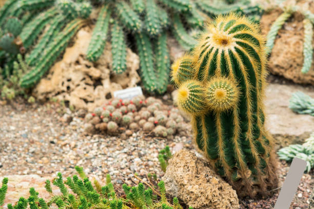 istock various cacti and succulents in the botanical garden 1709883528