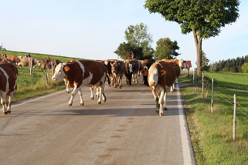A herd of cows on their way from the pasture to the barn. There they are being milked. Allgäu, Bavaria.