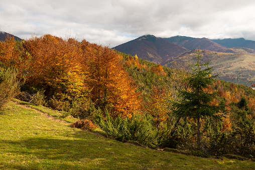 Autumn near Strymba mountain in Carpathian mountains, Ukraine