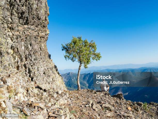 Tree And Lonely Boy Observing Nature Stock Photo - Download Image Now - Mountain, Single Tree, 55-59 Years